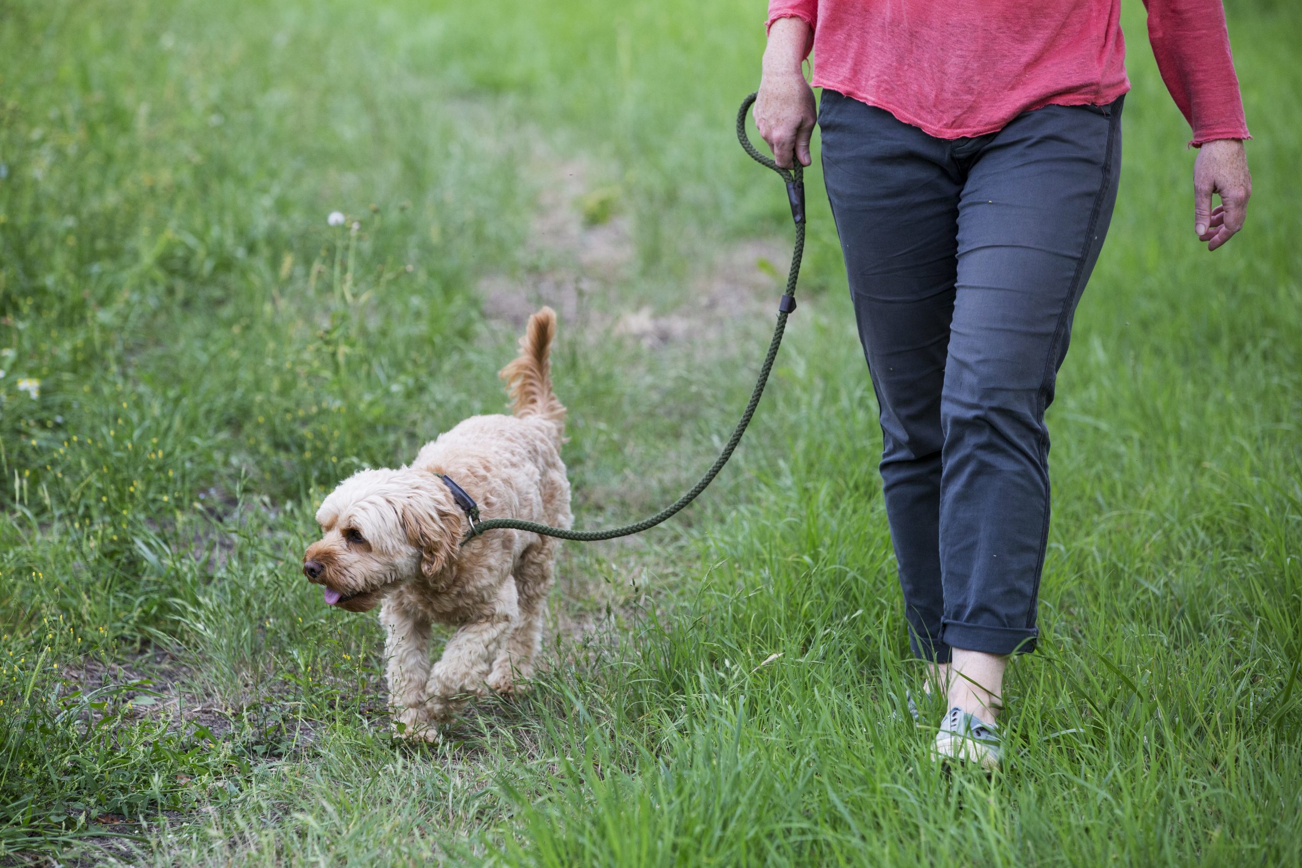 Aanlijnplicht uitgebreid rond natuurgebied Brunssummerheide na doodgebeten ree