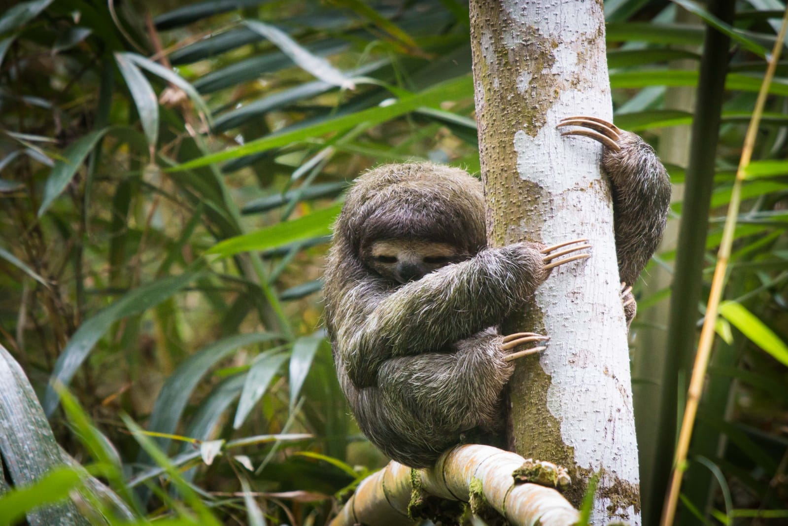 Luiaards centraal tijdens nieuwe Dierenhelden Week in DierenPark Amersfoort